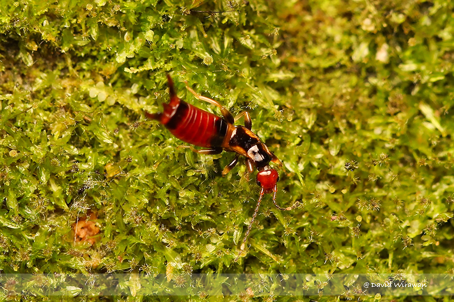 Earwig Spongiphoridae sp Singapore Geographic