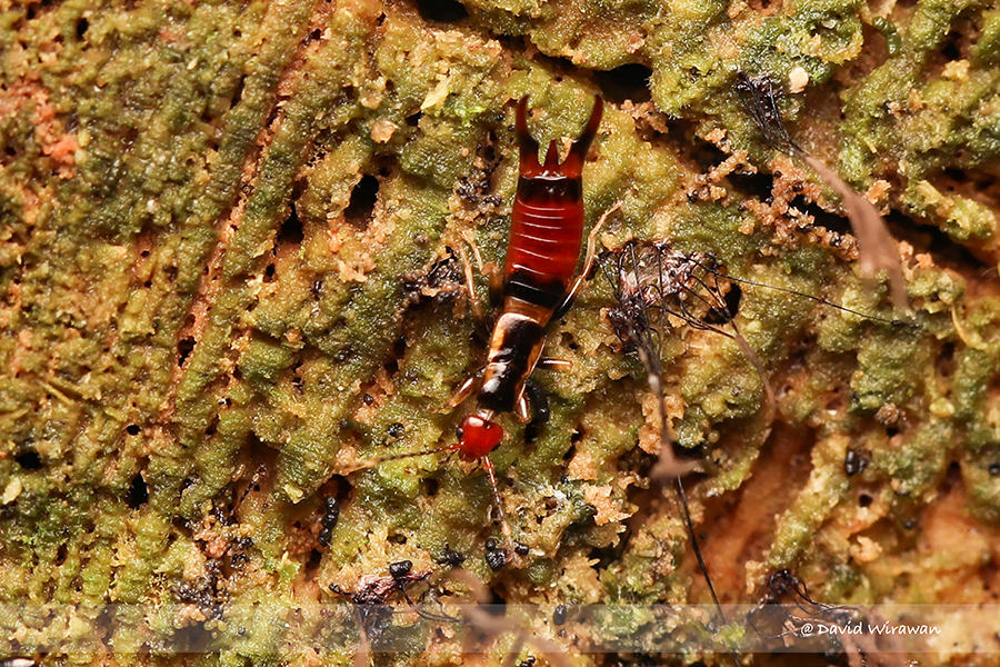 Earwig Spongiphoridae sp Singapore Geographic