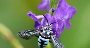 Cloak and dagger Bee – Thyreus himalayensis