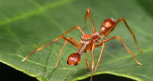Ant-mimicking Jumping Spiders – Myrmaplata plantaleoides