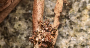 Acanthaspis sp nymph