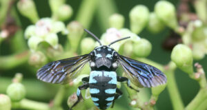 Black-notched Cloak and dagger Bee