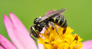 Ceratina Nigrolateralis