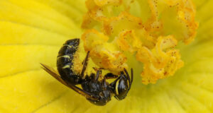 Ceratina Perforatrix