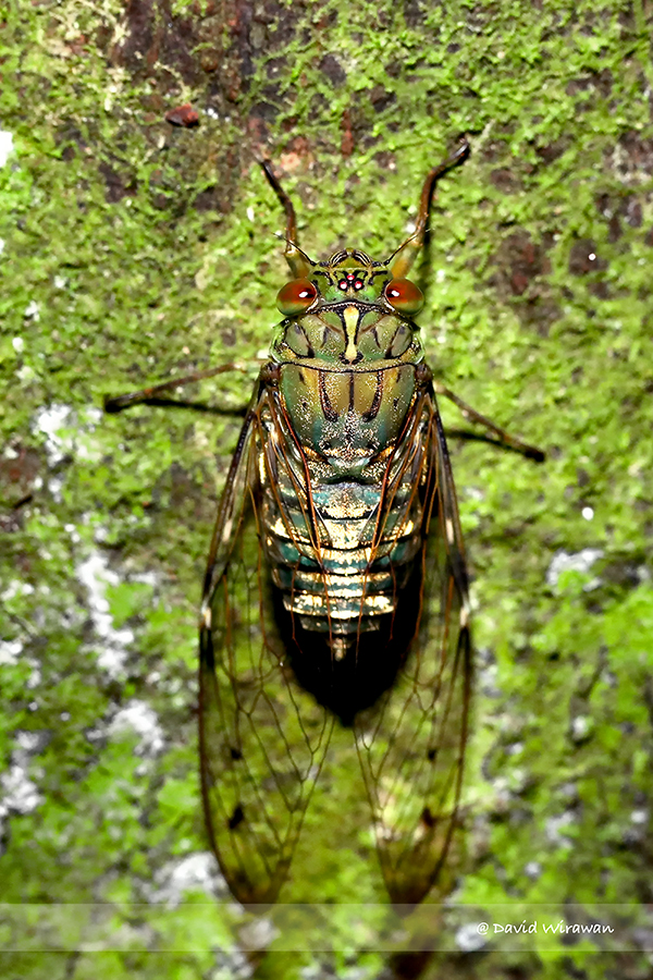 The Variant Shuffle: From NB.1.8.1 to the "Cicada" Strain
