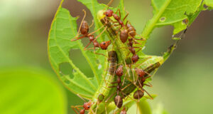 Ciliate Blue Caterpillars relationship with Weaver Ants