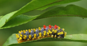 Cyclosia sp Moth Caterpillar
