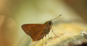 Bamboo Paintbrush Swift