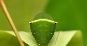 Common Bluebottle Caterpillar