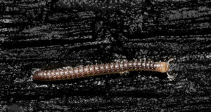 Cambalidea
