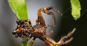 Bird Dung Spider – Phrynarachne sp
