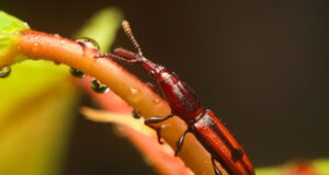 Brentidae – Tracheloschizus sp