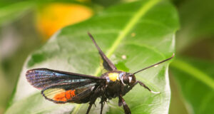 Clear Wing Moth – Sesiidae
