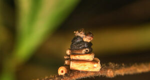 Bagworm Moth Larva – Psychidae