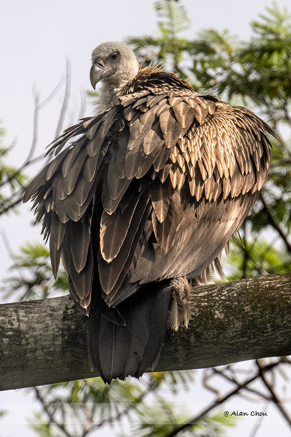 Dynamic Singapore Birdwatchers Abuzz Over Himalayan Vultures Spotted In Clementi Scene Illustration Dynamic Singapore Birdwatchers Abuzz Over Himalayan Vultures Spotted In Clementi Scene Illustration