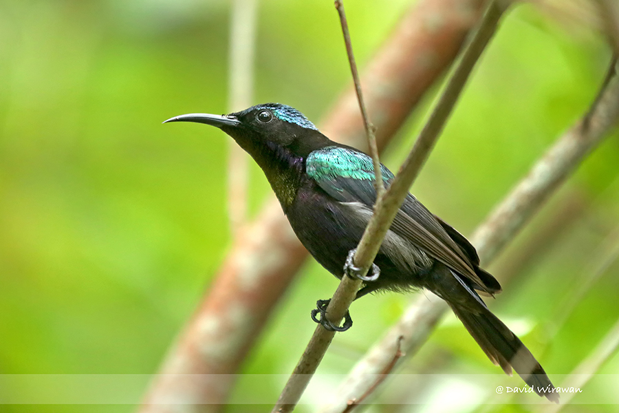 Copper-throated sunbird - Singapore Geographic