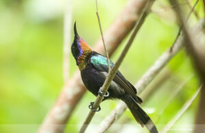 Copper-throated sunbird