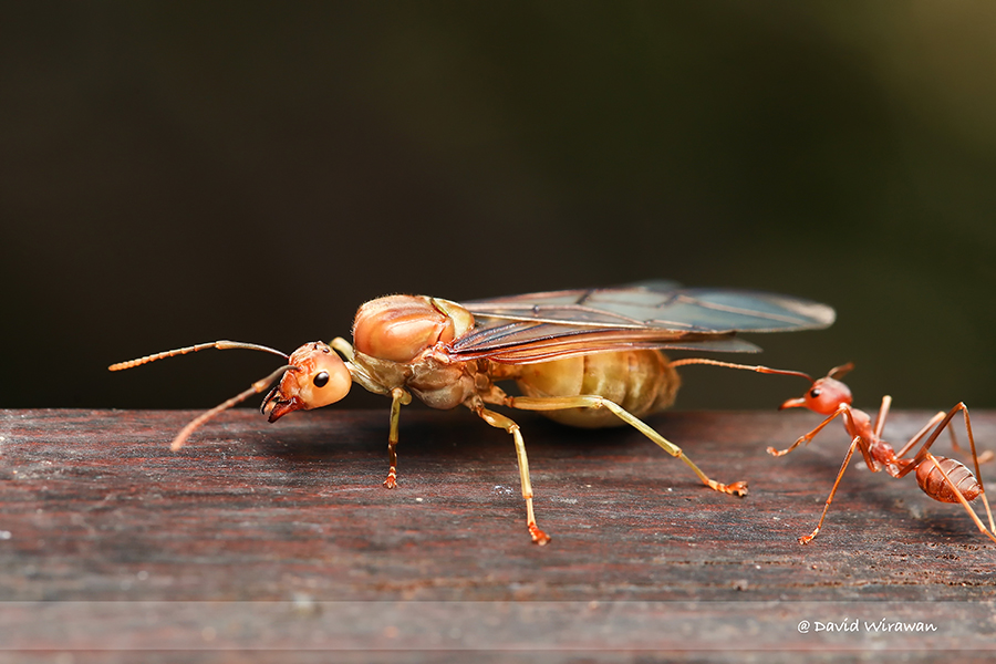 Weaver ants discount