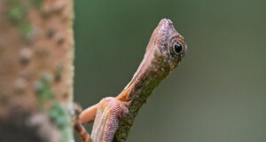 Black-bearded Flying Dragon