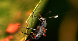 Darkling Beetle – Phymatosoma rufonotatum