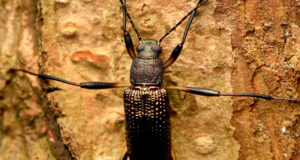 Darkling Beetle – Strongylium sp