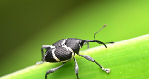 Curculio Imitator – Nut weevils
