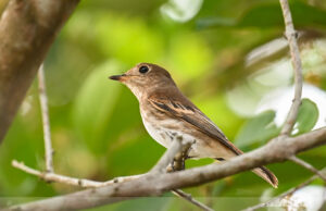 Brown-streaked Flycatcher