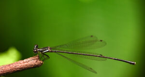 Collared Threadtail