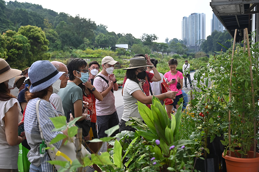 Story of Trees and Pasir Panjang Nursery Walk - Singapore Geographic
