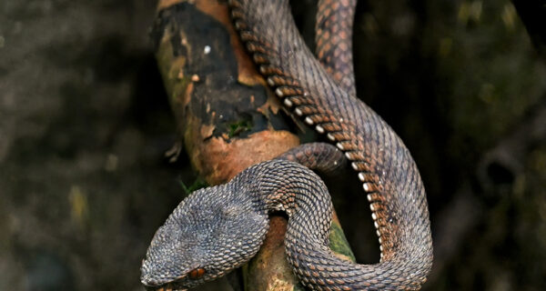Wild Animals Archives - Singapore Geographic Wild Animals Archives - Singapore Geographic