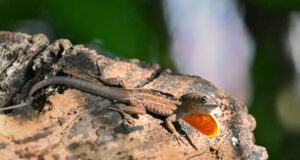 Brown Anole