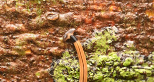 Bipalium Vagum