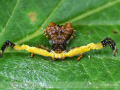 Ceylon Bird-Dropping Spider