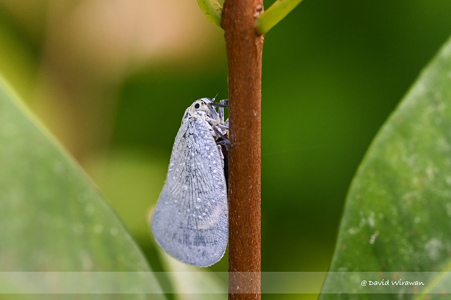 Singapore Geographic - Singapore Biodiversity, List of Wild