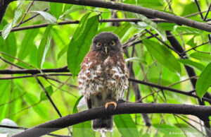 Brown Hawk Owl