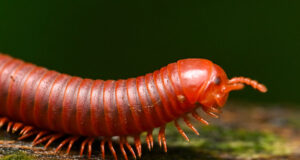 Asian Millipede – Trigoniulus corallinus