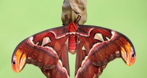Atlas Moth