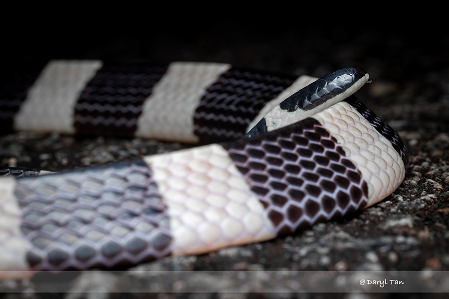 Remarkable feature of the Banded Krait is its tail. It is fascinating how it resembles the head of the snake.