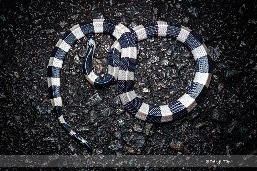 A top-down view of the snake clearly shows that the alternating bands are of equal thickness. It also shows its broad and depressed head, its body with a cross-sectional area shaped like a triangle, and its tail which ends in a nub that is shaped like its head.