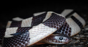 Banded Krait