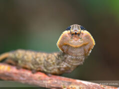 ‘King Cobra’ Caterpillar