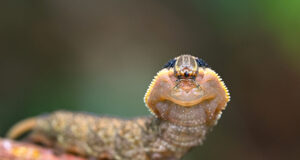 ‘King Cobra’ Caterpillar