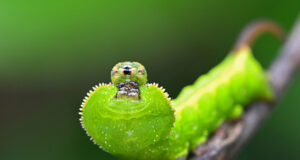 Enpinanga Vigens Caterpillar
