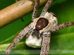 Singapore Fishing Spider