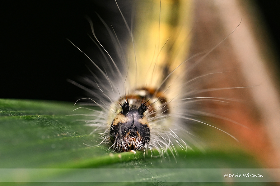 Palm King Caterpillar Singapore Geographic