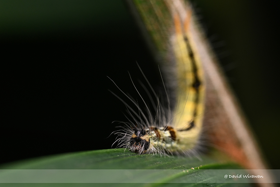 Palm King Caterpillar Singapore Geographic
