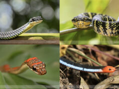 Snakes of Singapore