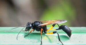 Black Mud-dauber Wasp