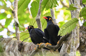 Common Hill Myna