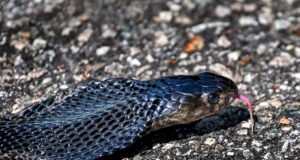 Black Spitting Cobra